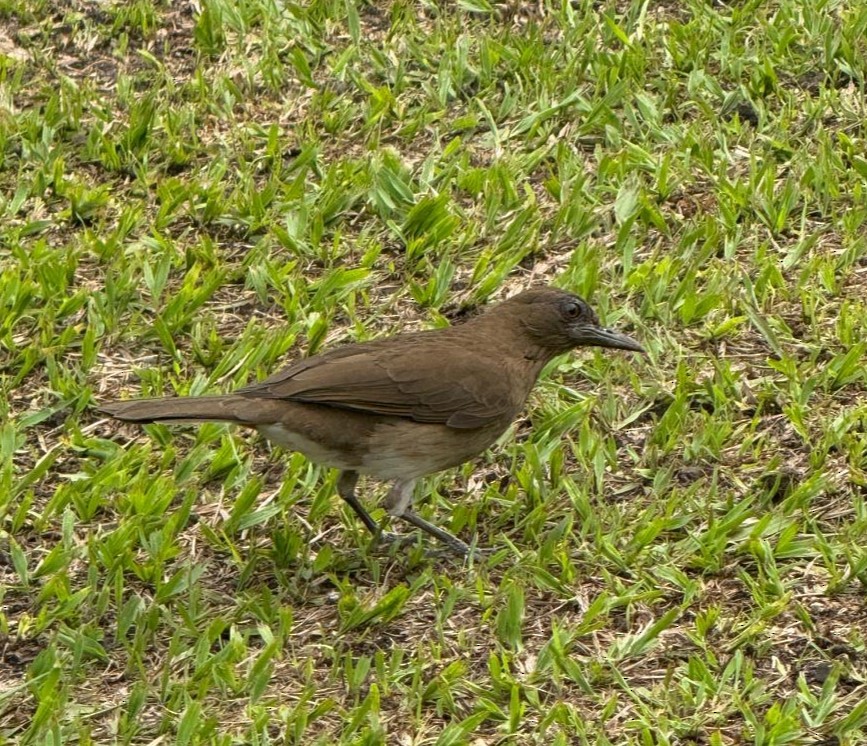 Black-billed Thrush - ML643397297