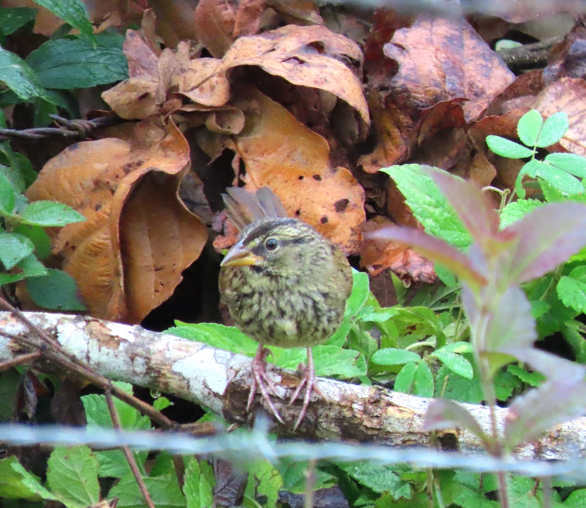Rusty Sparrow - ML643397299