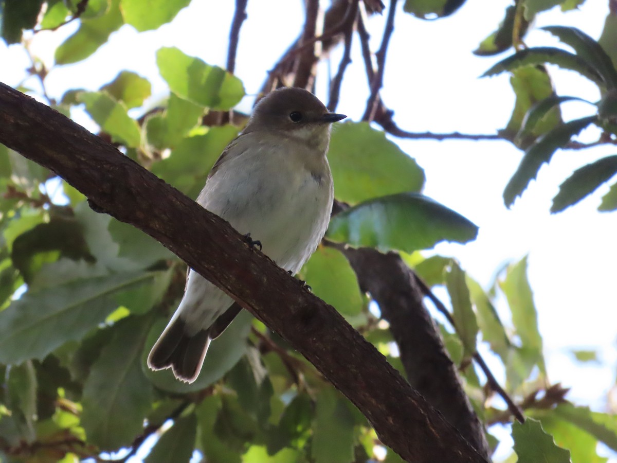 European Pied Flycatcher - ML643397305