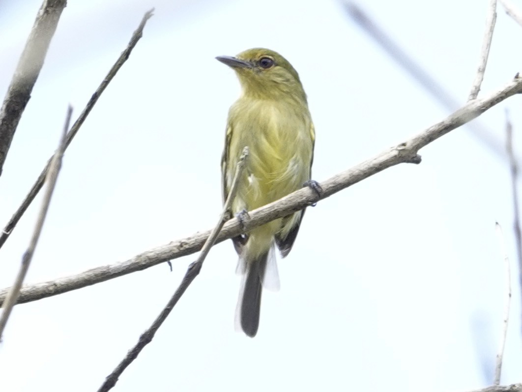 Ochre-lored Flatbill - ML643397327