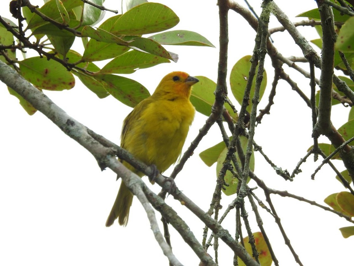 Saffron Finch - ML643397330