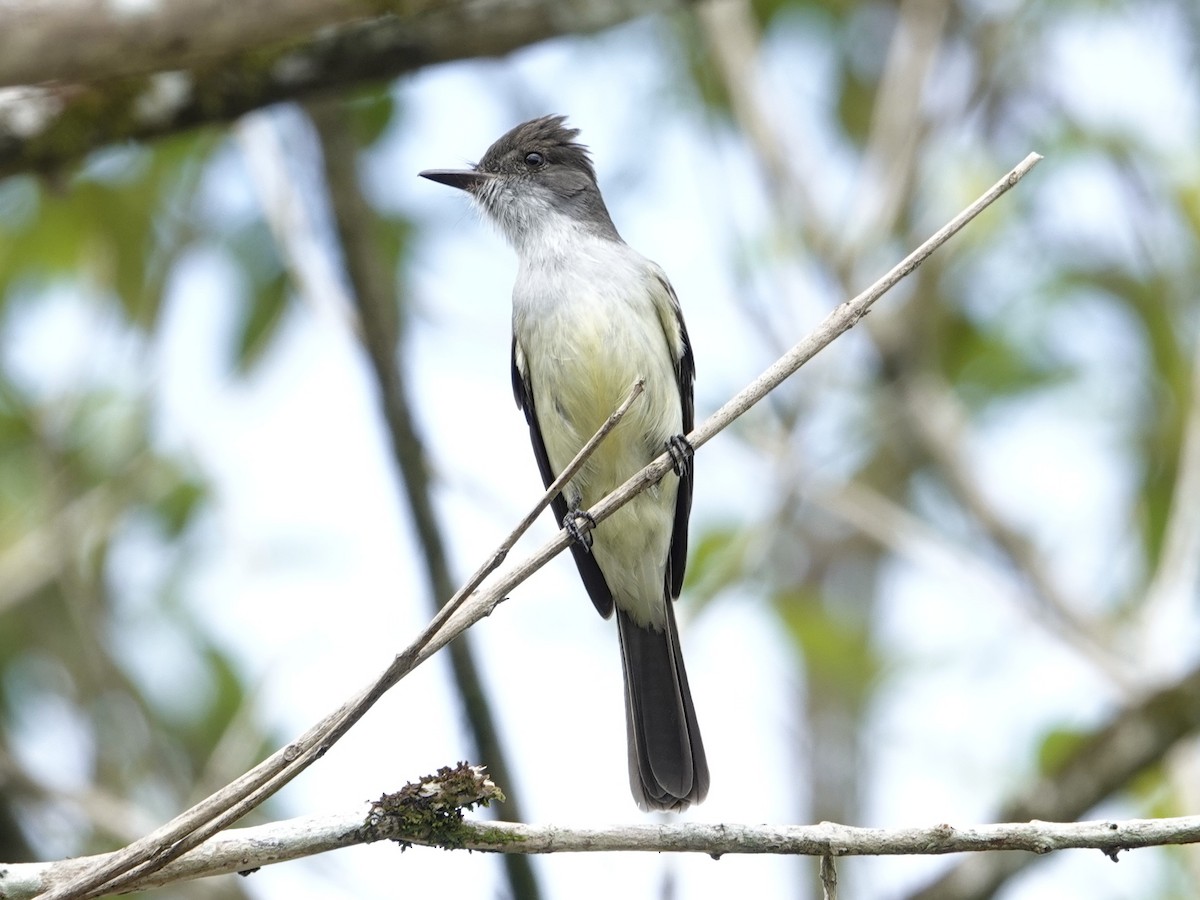 Swainson's Flycatcher - ML643397345