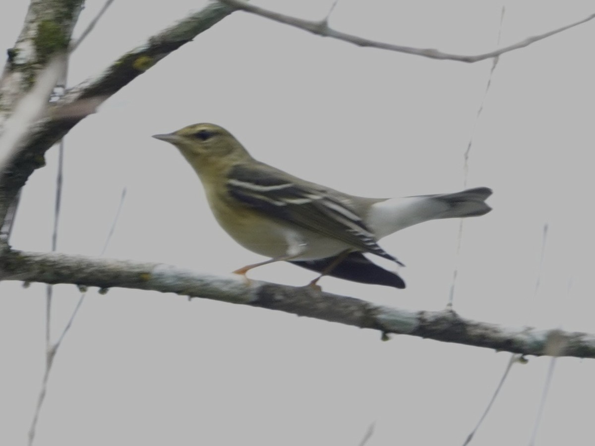Blackpoll Warbler - ML643397357