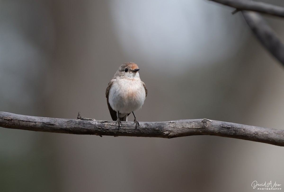 Red-capped Robin - ML643397364