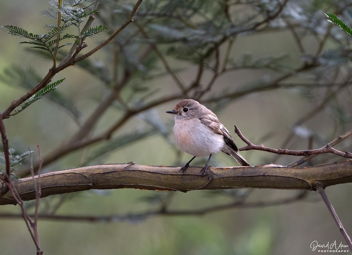 Red-capped Robin - ML643397366