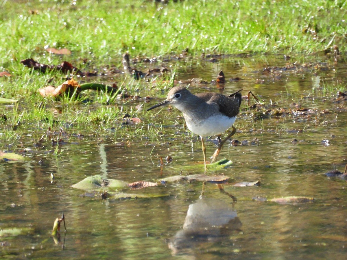 Solitary Sandpiper - ML643397370