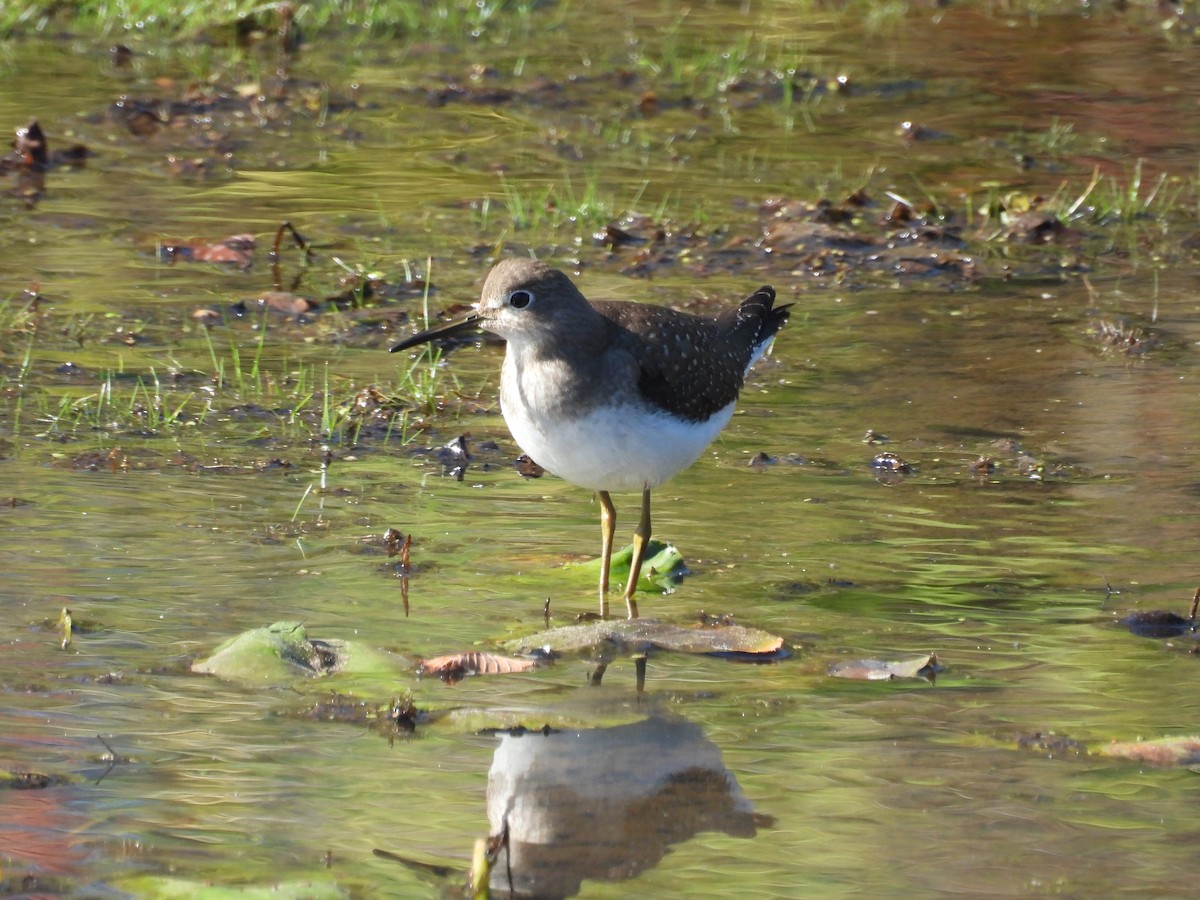 Solitary Sandpiper - ML643397378