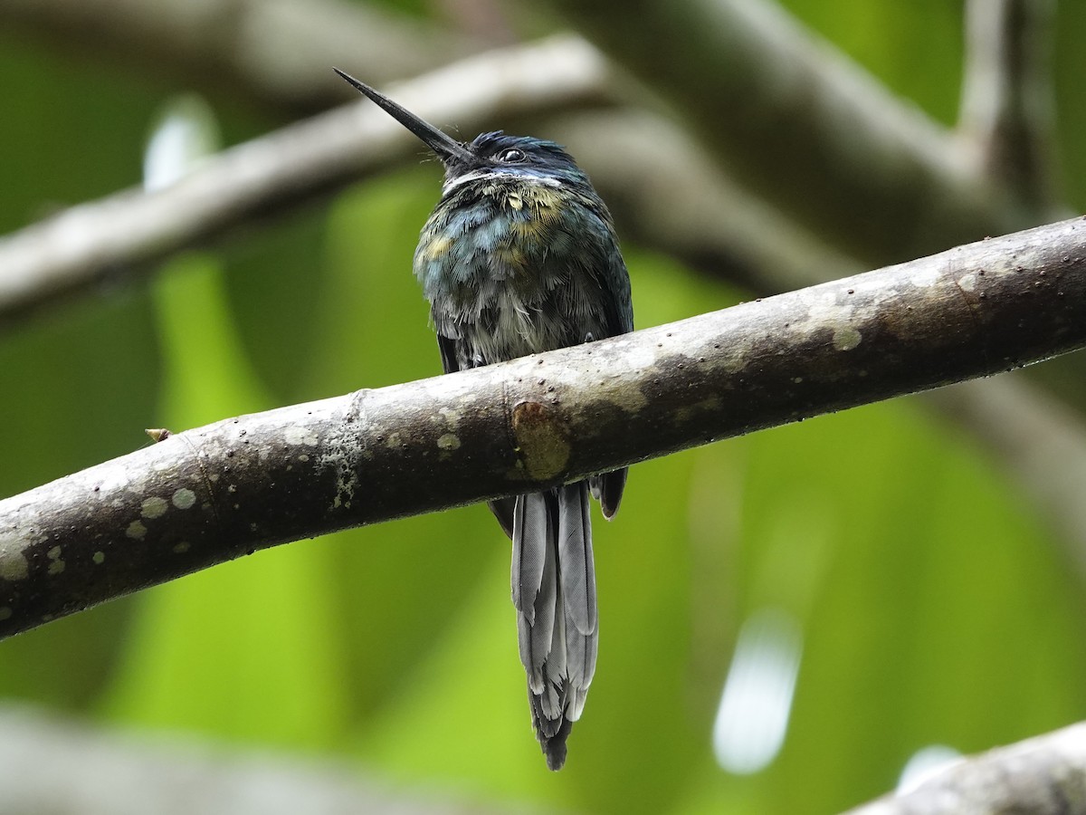Bronzy Jacamar - ML643397397