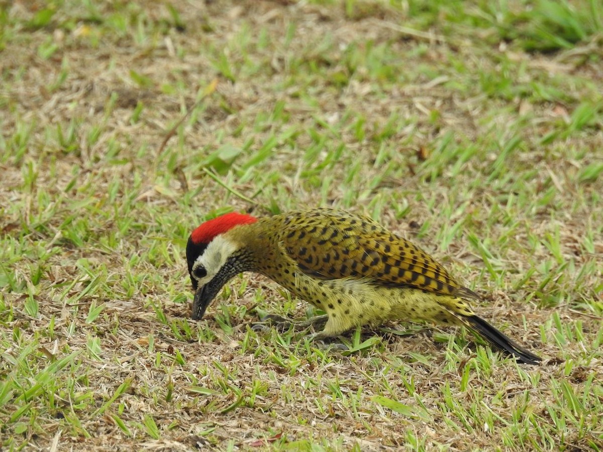 Spot-breasted Woodpecker - ML643397400