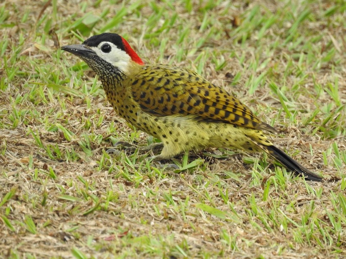 Spot-breasted Woodpecker - ML643397401