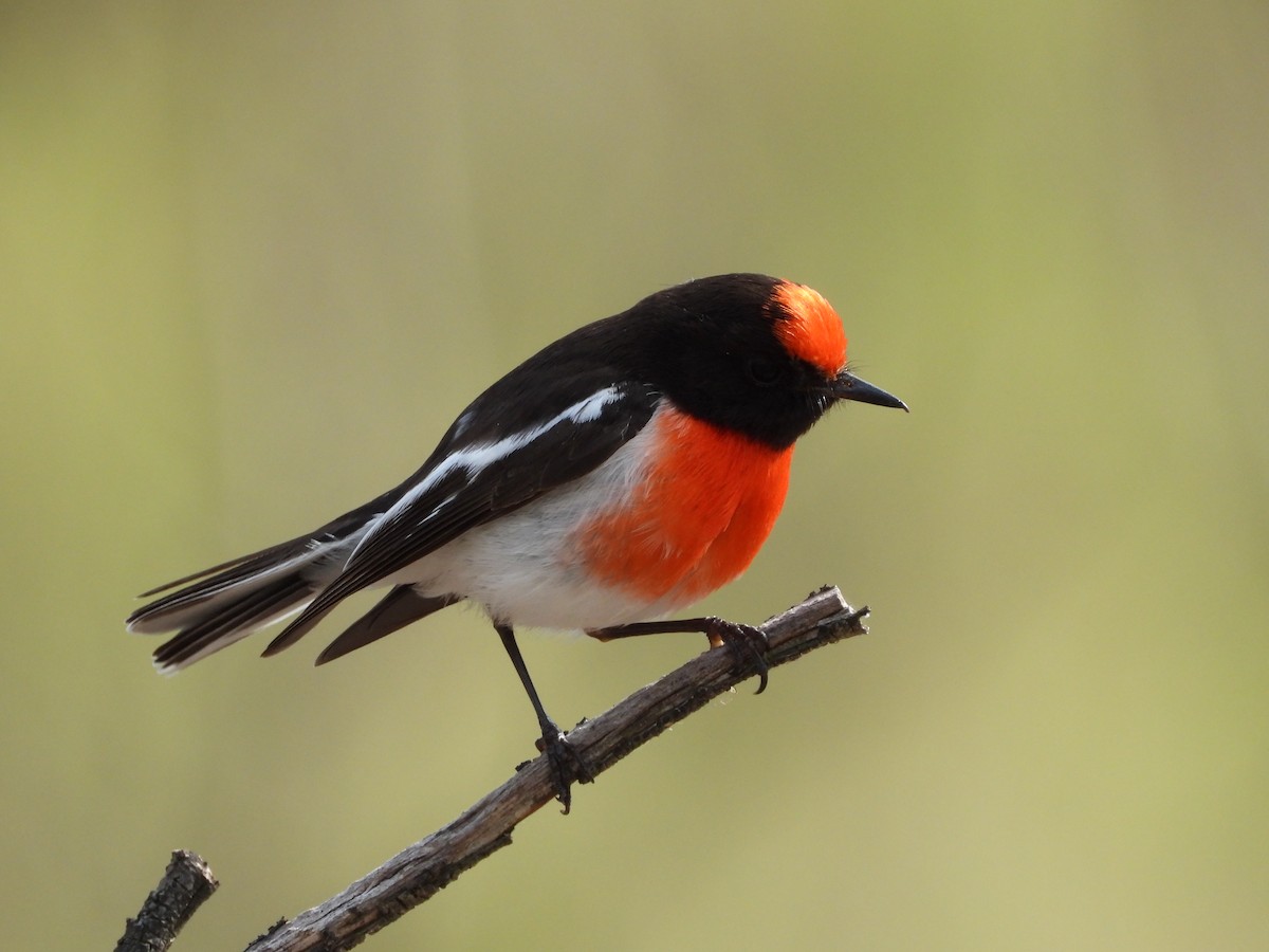 Red-capped Robin - ML643397402