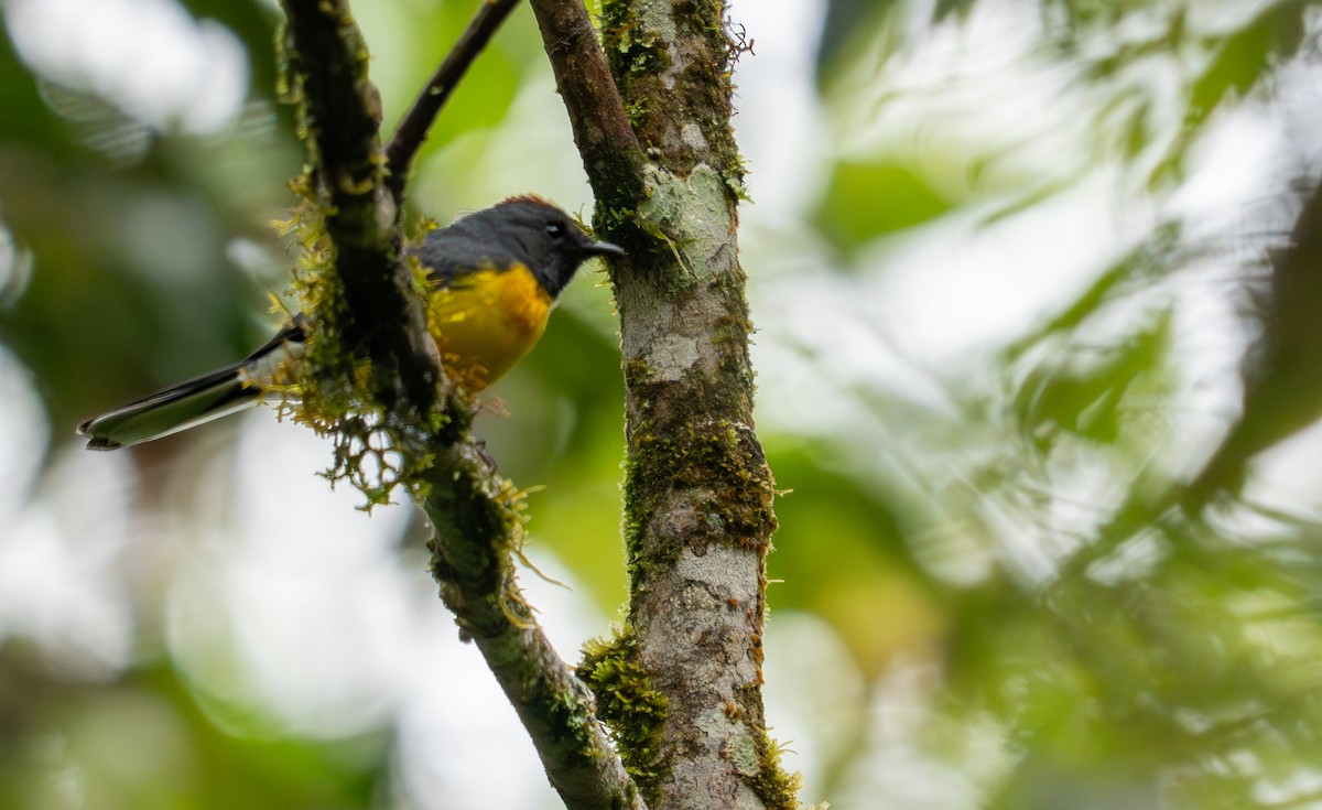 Slate-throated Redstart - ML643397414