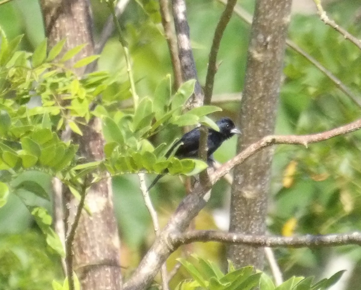 Blue-black Grassquit - ML643397415