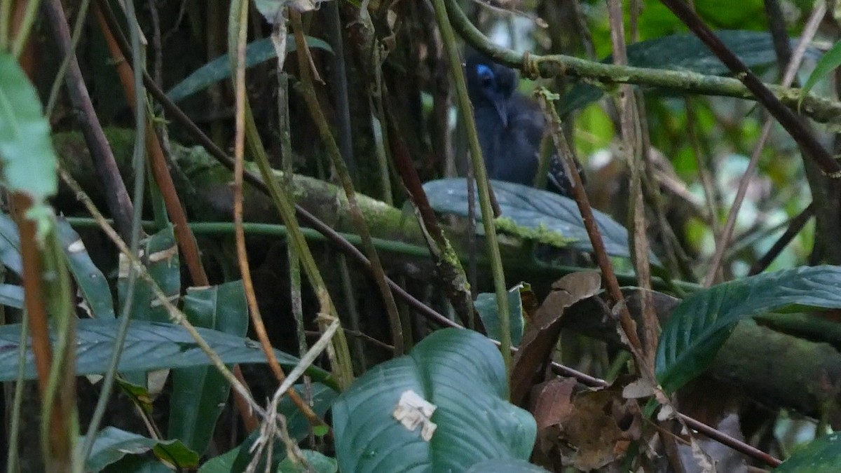 Chestnut-backed Antbird - ML643397420