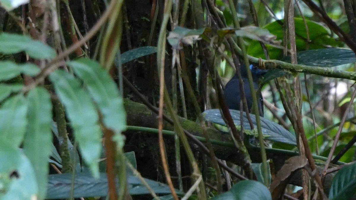 Chestnut-backed Antbird - ML643397421