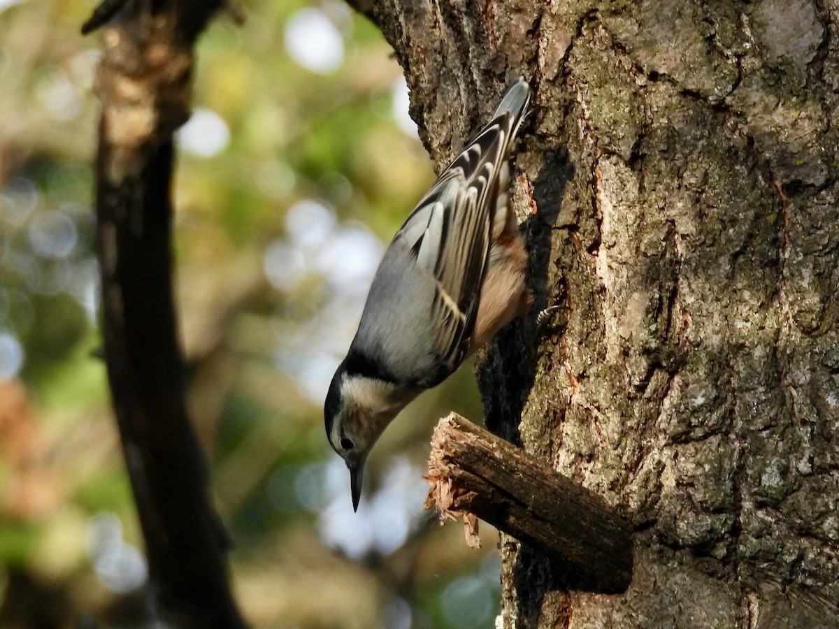 White-breasted Nuthatch - ML643397422