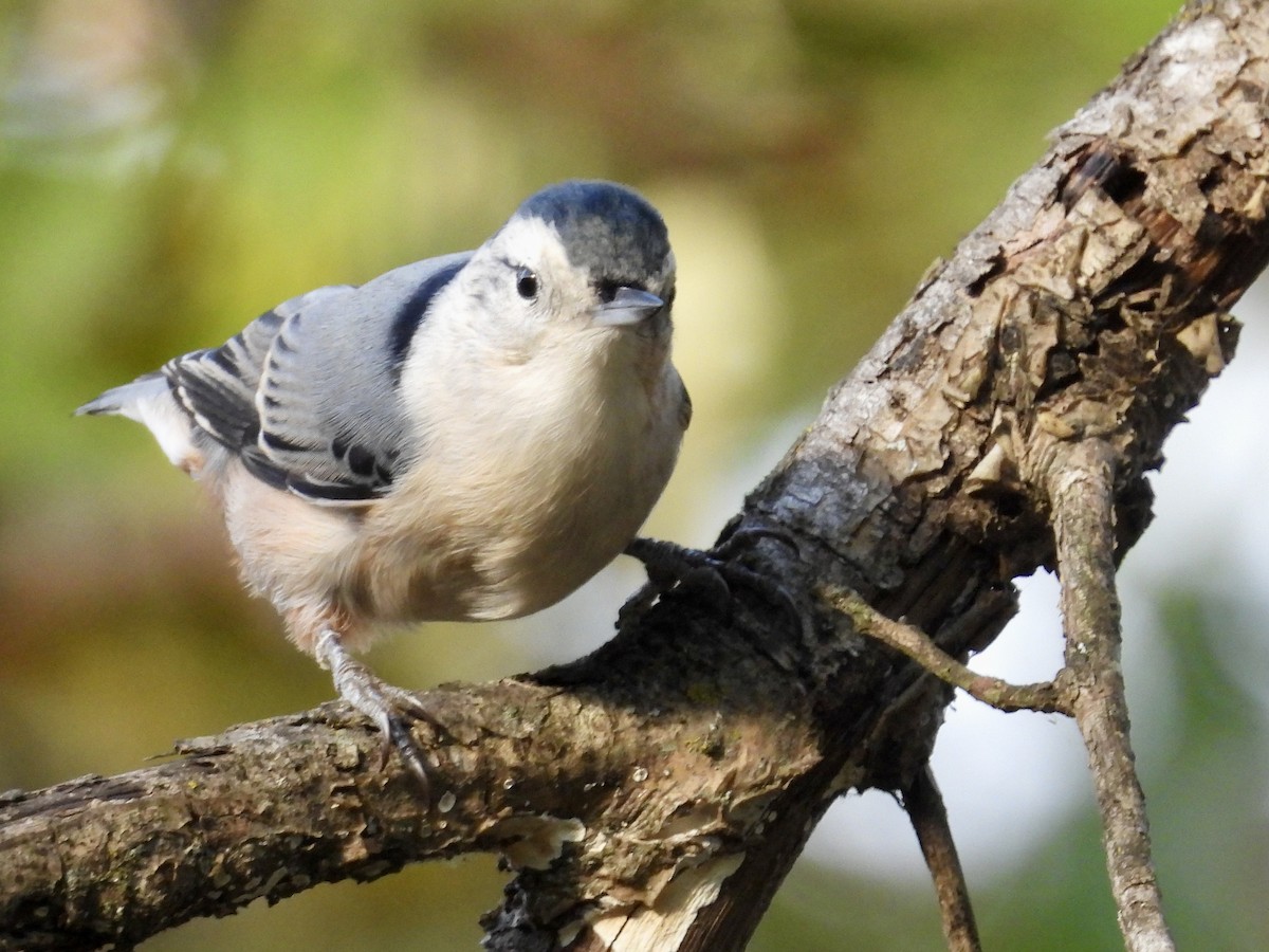White-breasted Nuthatch - ML643397423