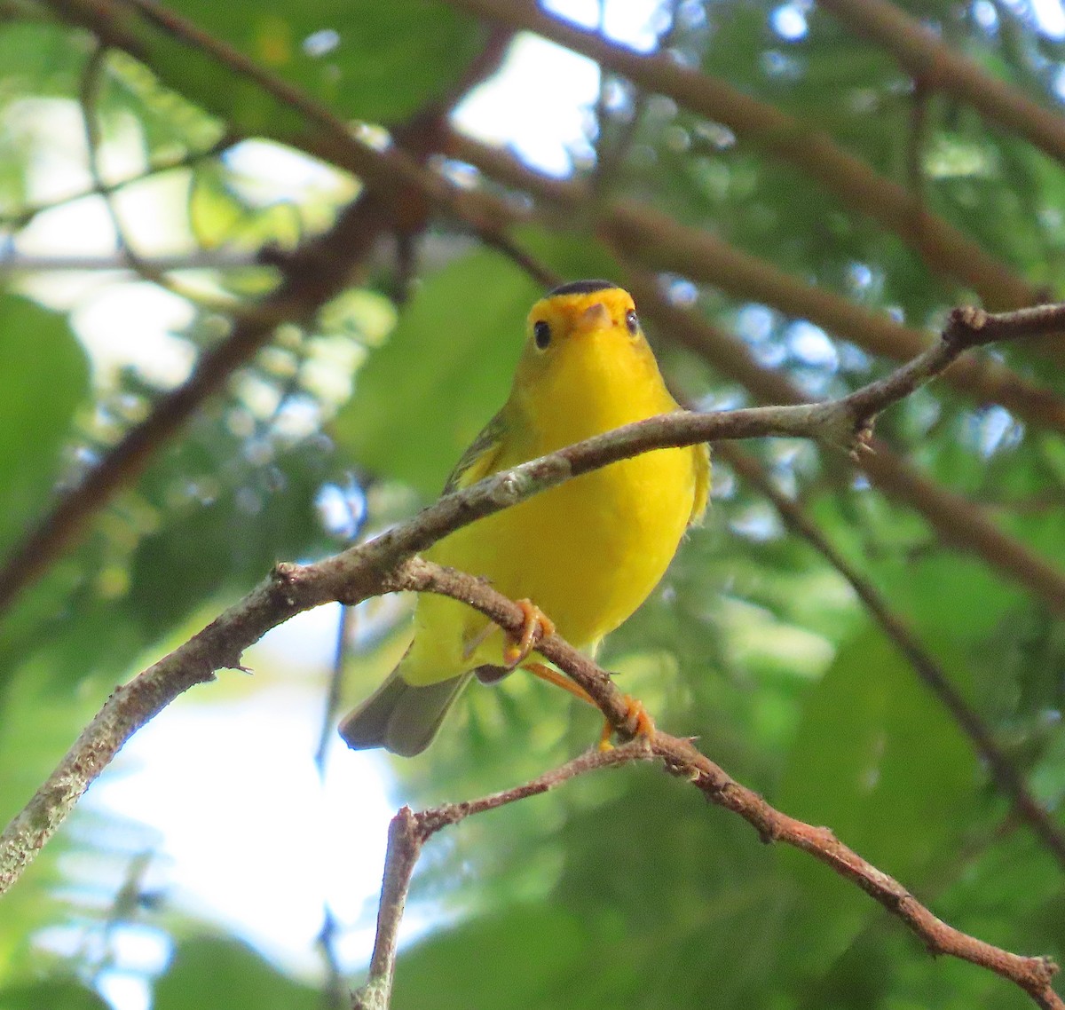 Wilson's Warbler - ML643397425