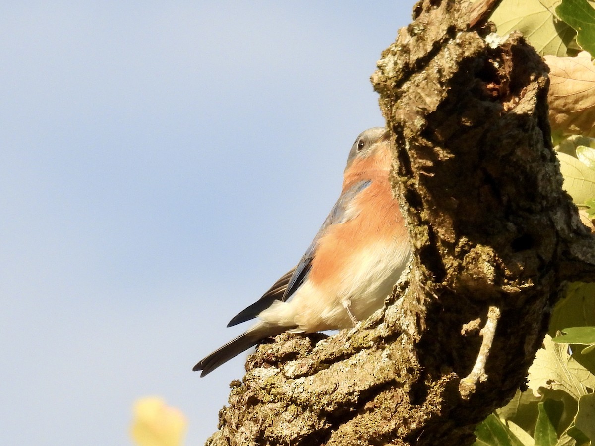 Eastern Bluebird - ML643397427