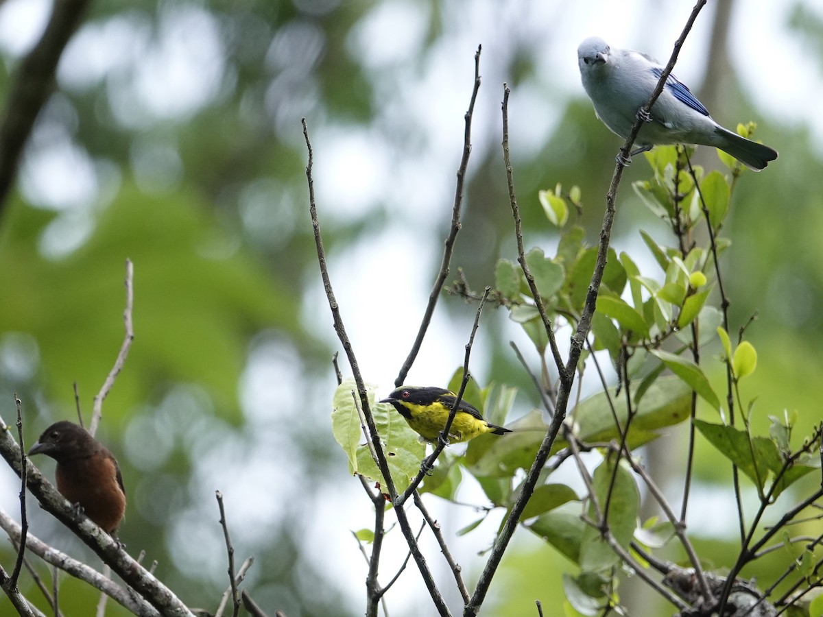 Yellow-bellied Dacnis - ML643397428