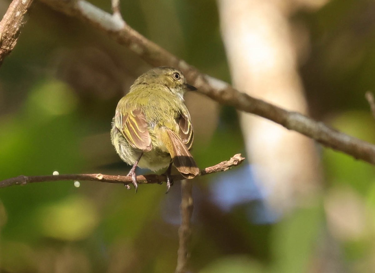 Mistletoe Tyrannulet - ML643397432