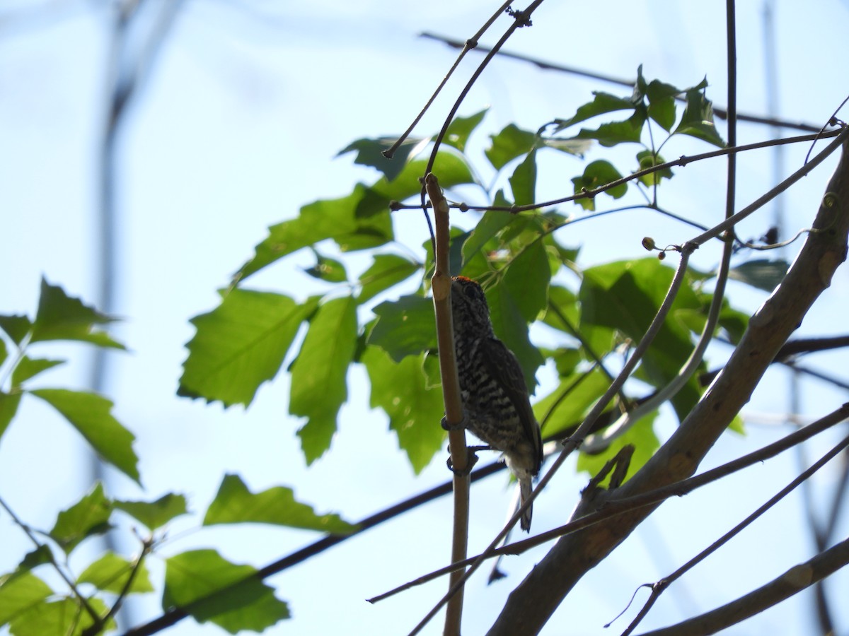White-barred Piculet - ML643397433