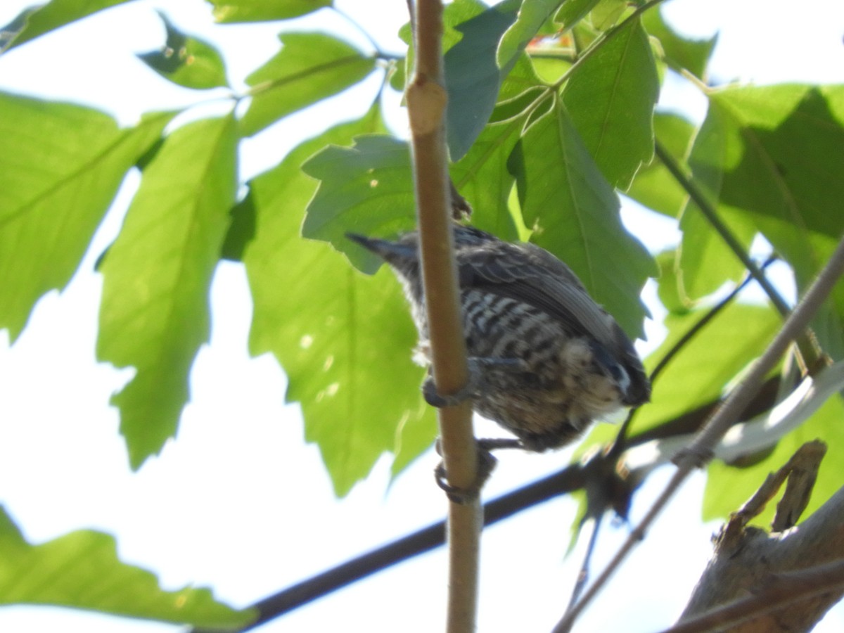 White-barred Piculet - ML643397434