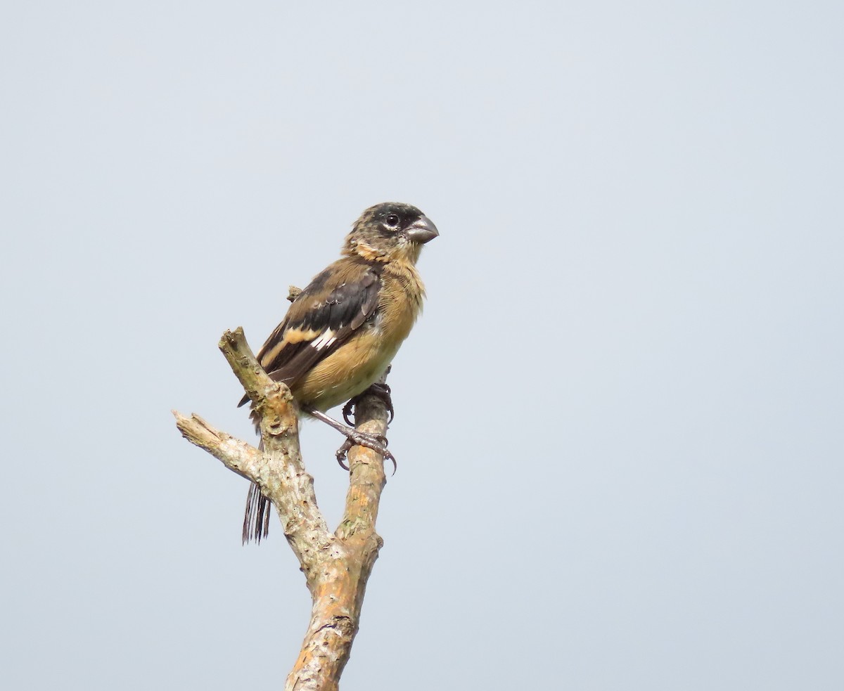 Morelet's Seedeater - ML643397435