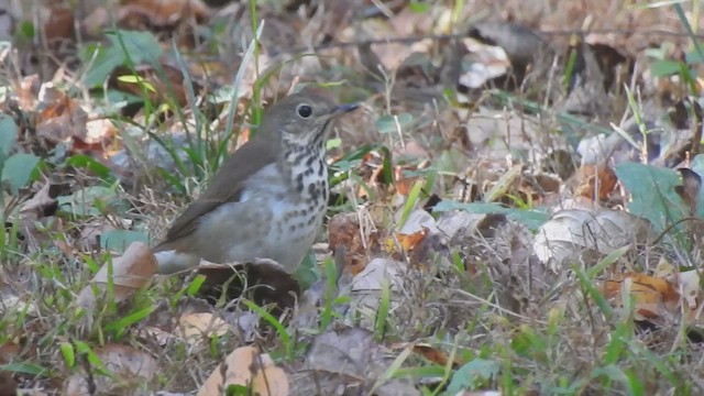 Hermit Thrush - ML643397436