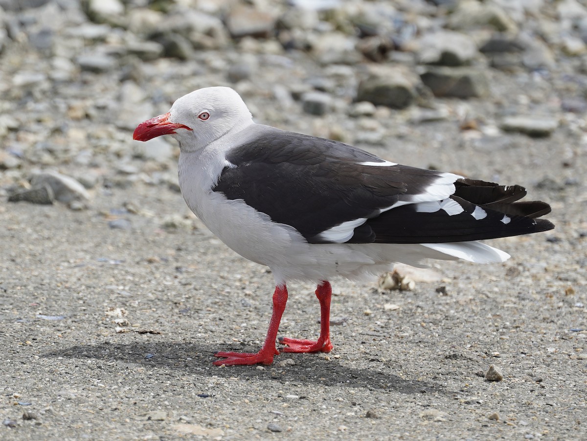 Dolphin Gull - ML643397439