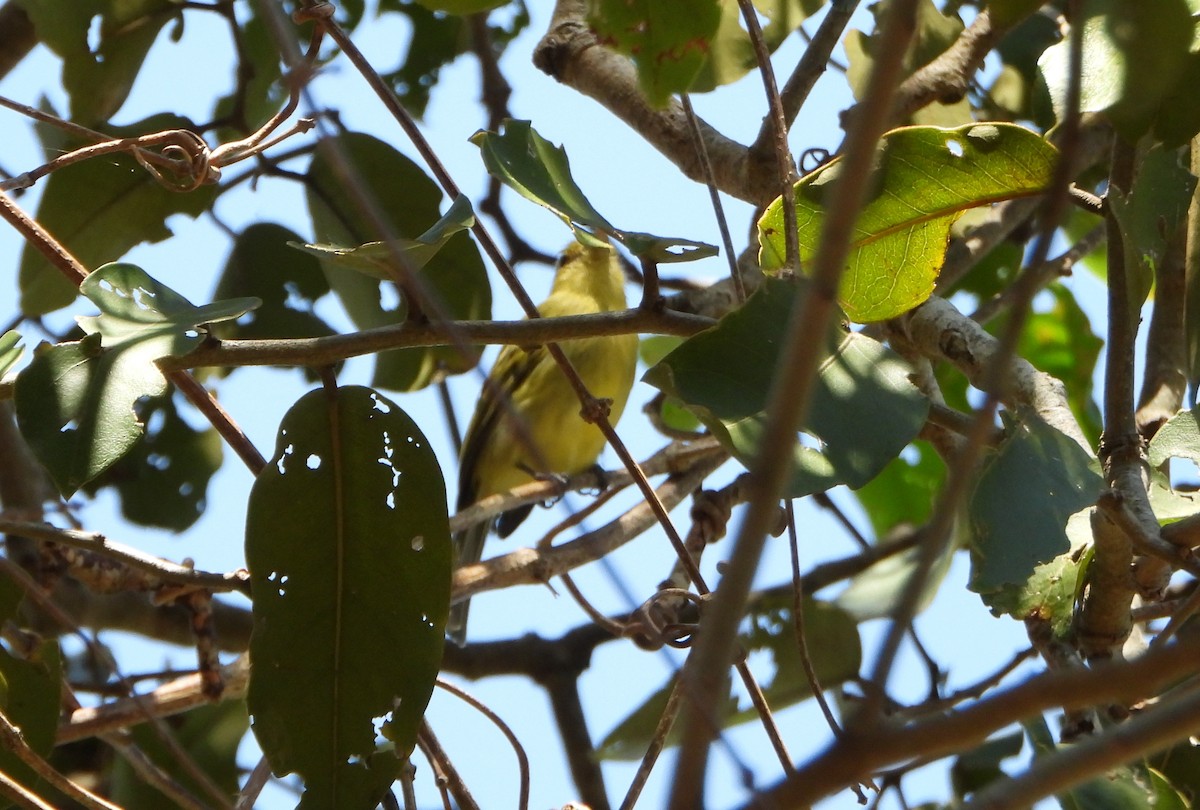 Ochre-lored Flatbill - ML643397441