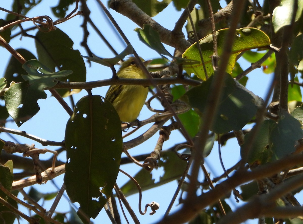 Ochre-lored Flatbill - ML643397442
