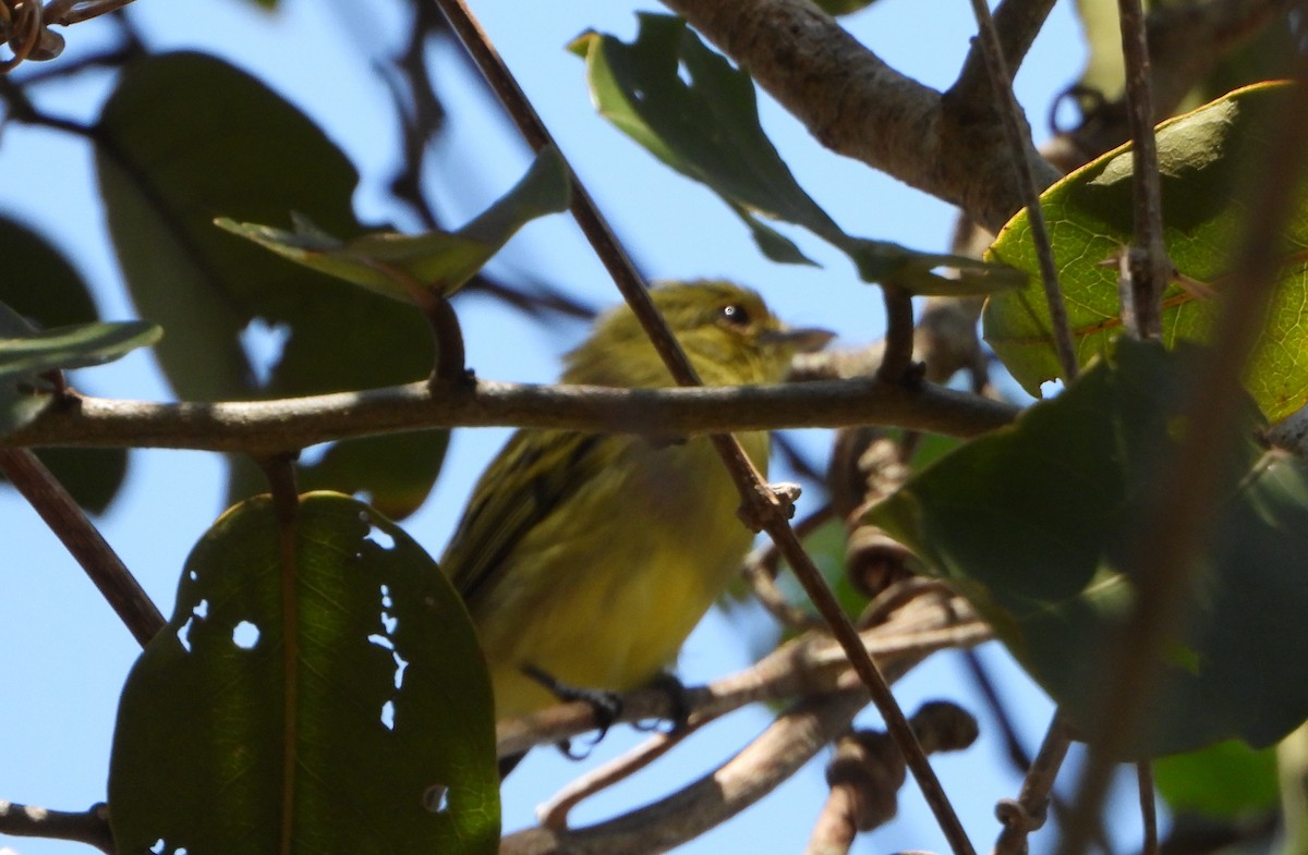 Ochre-lored Flatbill - ML643397443