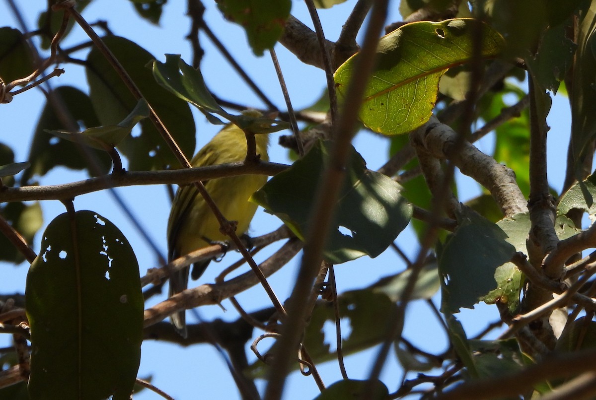 Ochre-lored Flatbill - ML643397444
