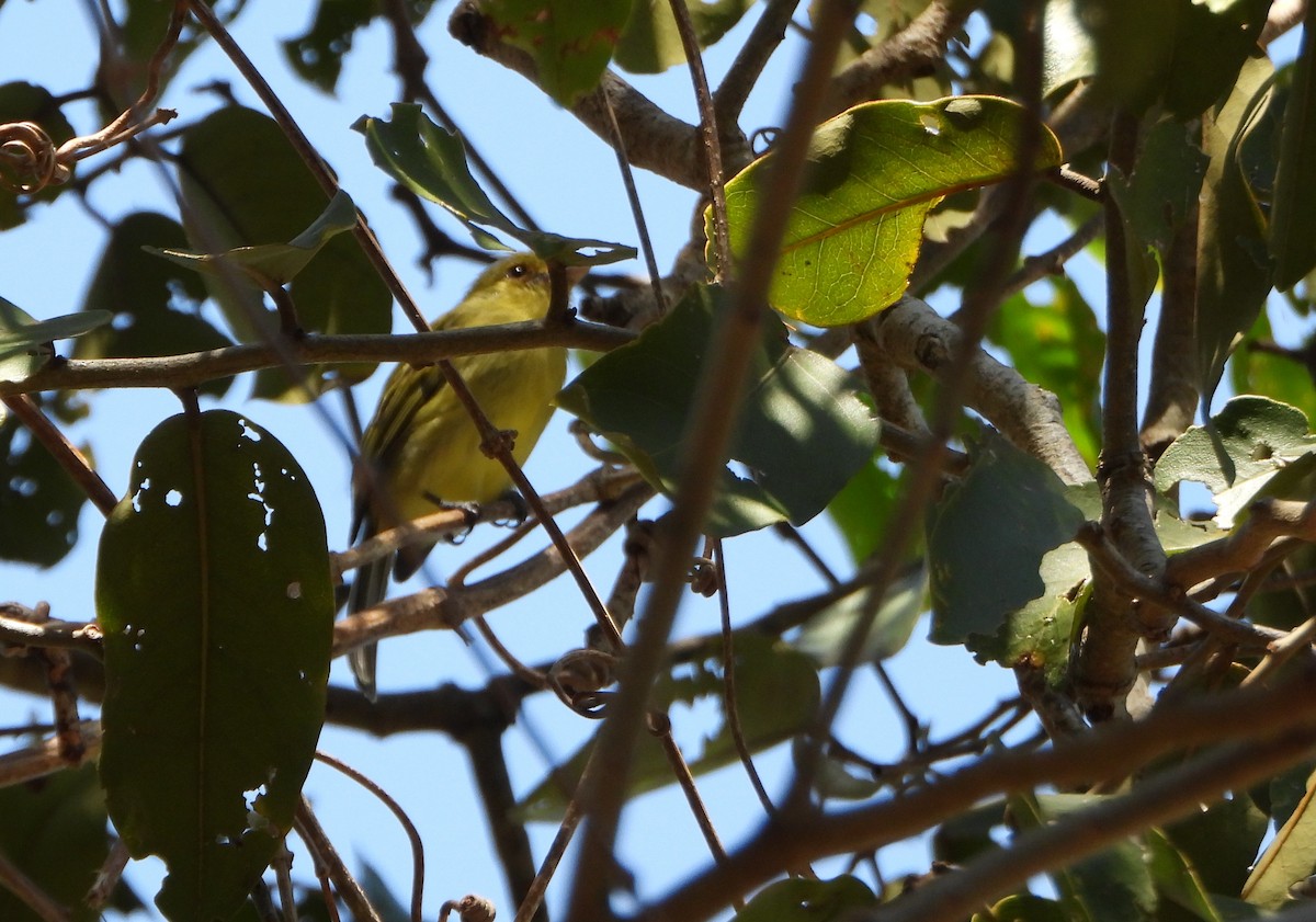 Ochre-lored Flatbill - ML643397445