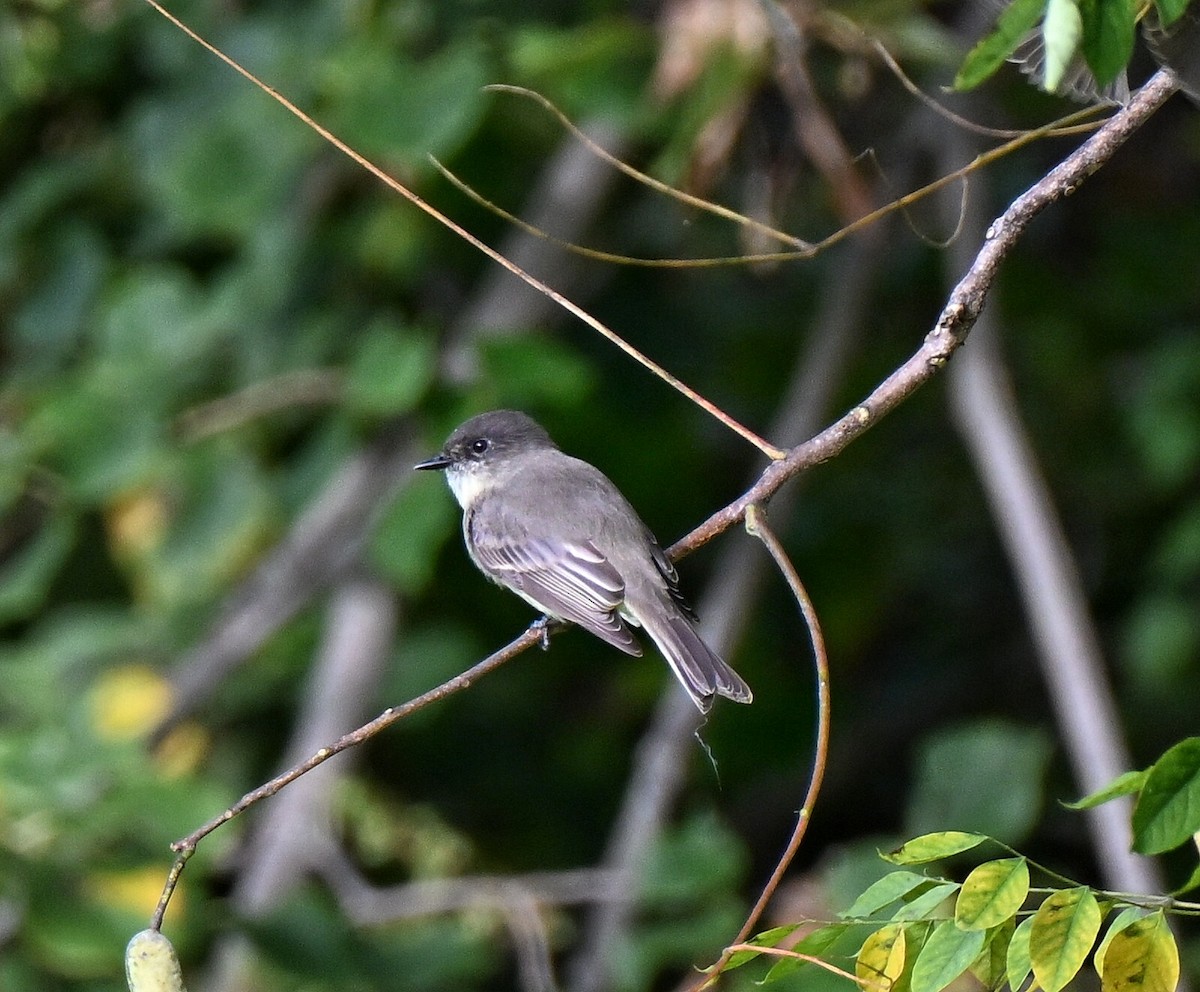 Eastern Phoebe - ML643397446