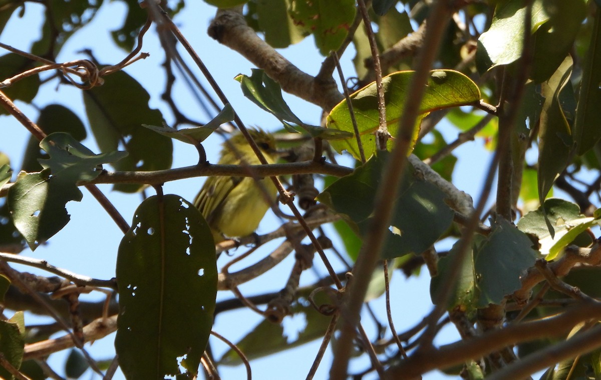 Ochre-lored Flatbill - ML643397447