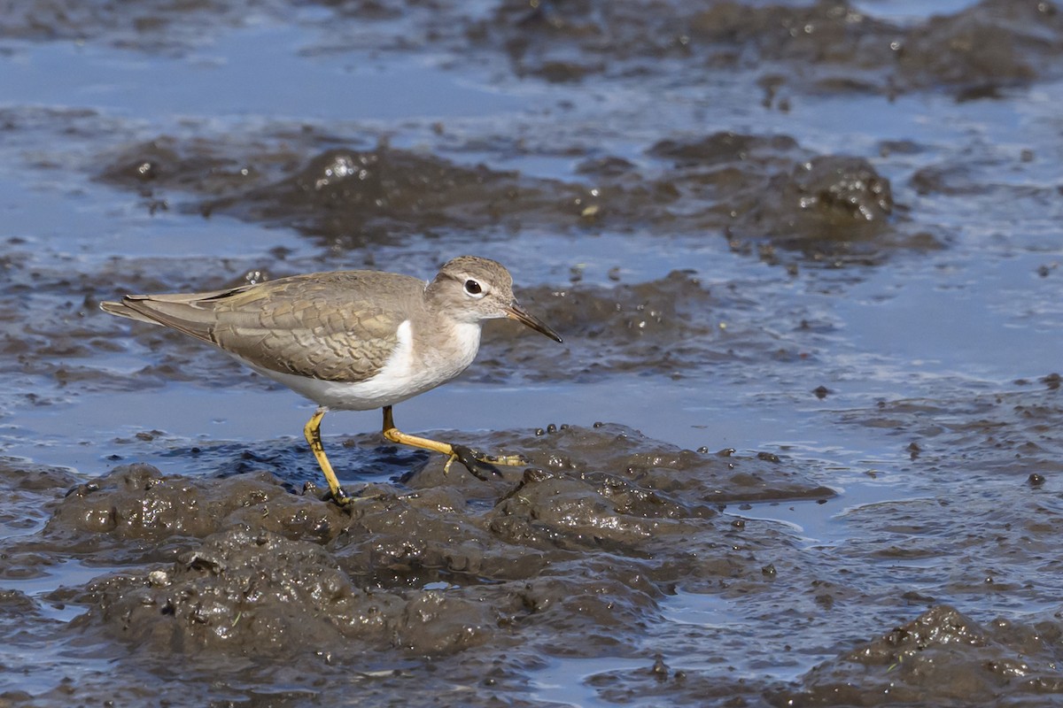 Spotted Sandpiper - ML643397448