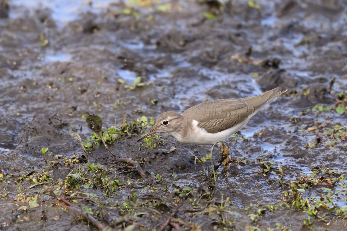 Spotted Sandpiper - ML643397450