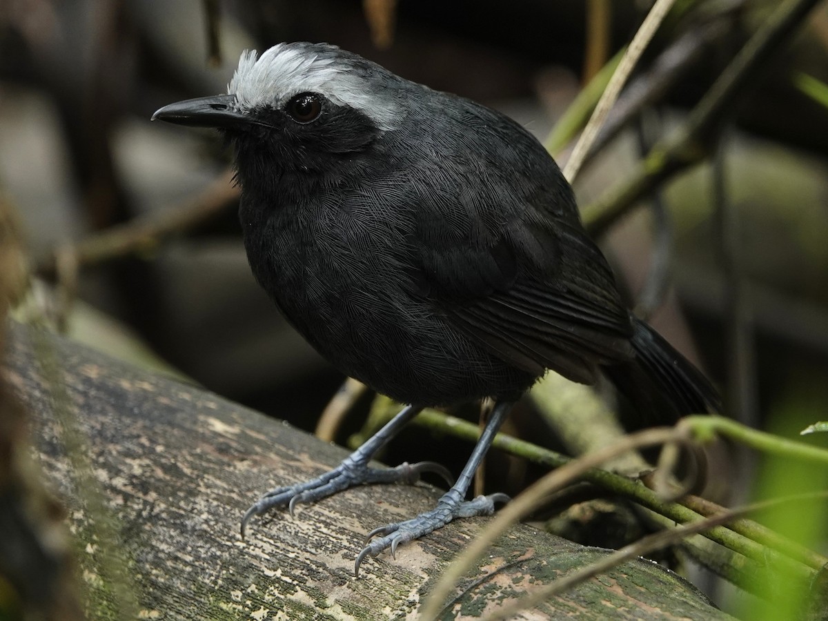 White-browed Antbird - ML643397452