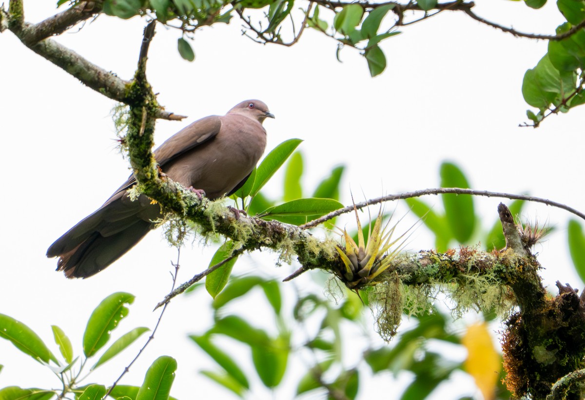Ruddy Pigeon - ML643397455