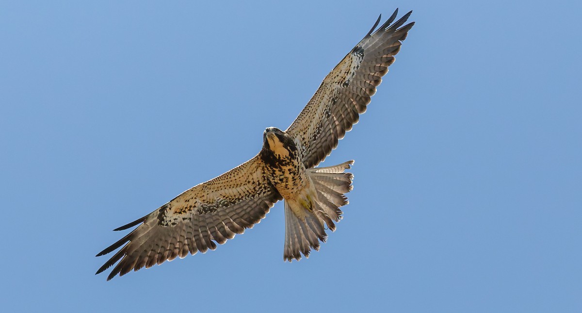 Swainson's Hawk - ML643397475