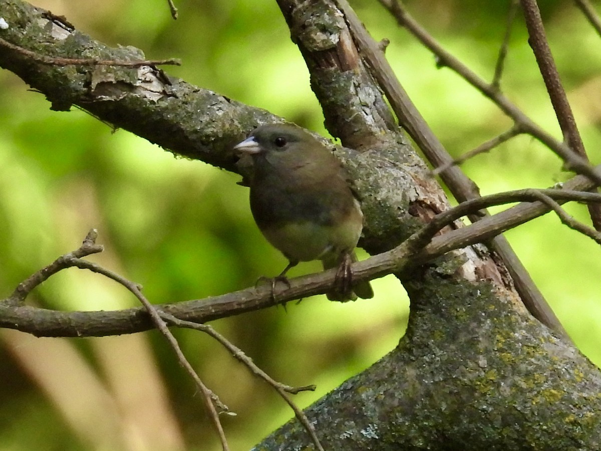 Dark-eyed Junco - ML643397497