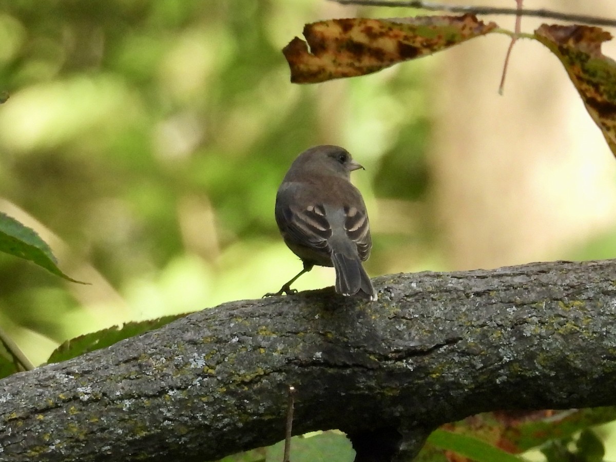 Dark-eyed Junco - ML643397499
