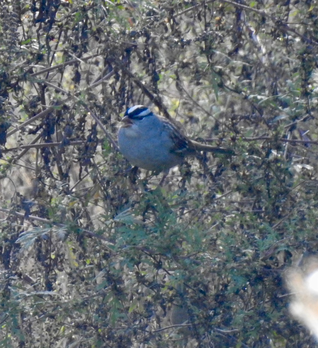 White-crowned Sparrow - ML643397500