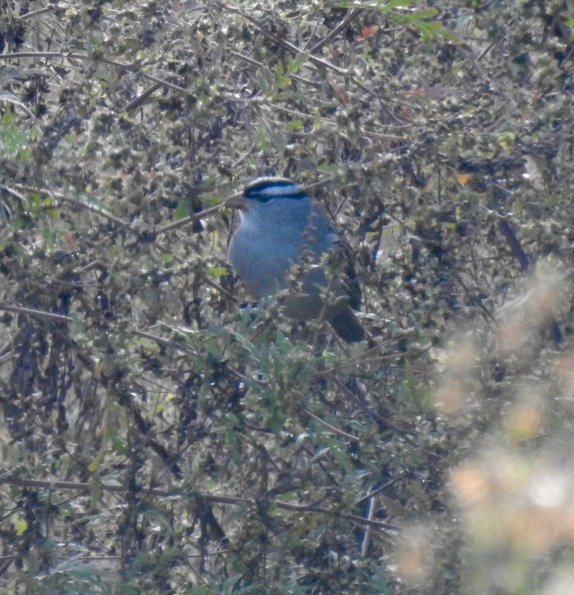 White-crowned Sparrow - ML643397501
