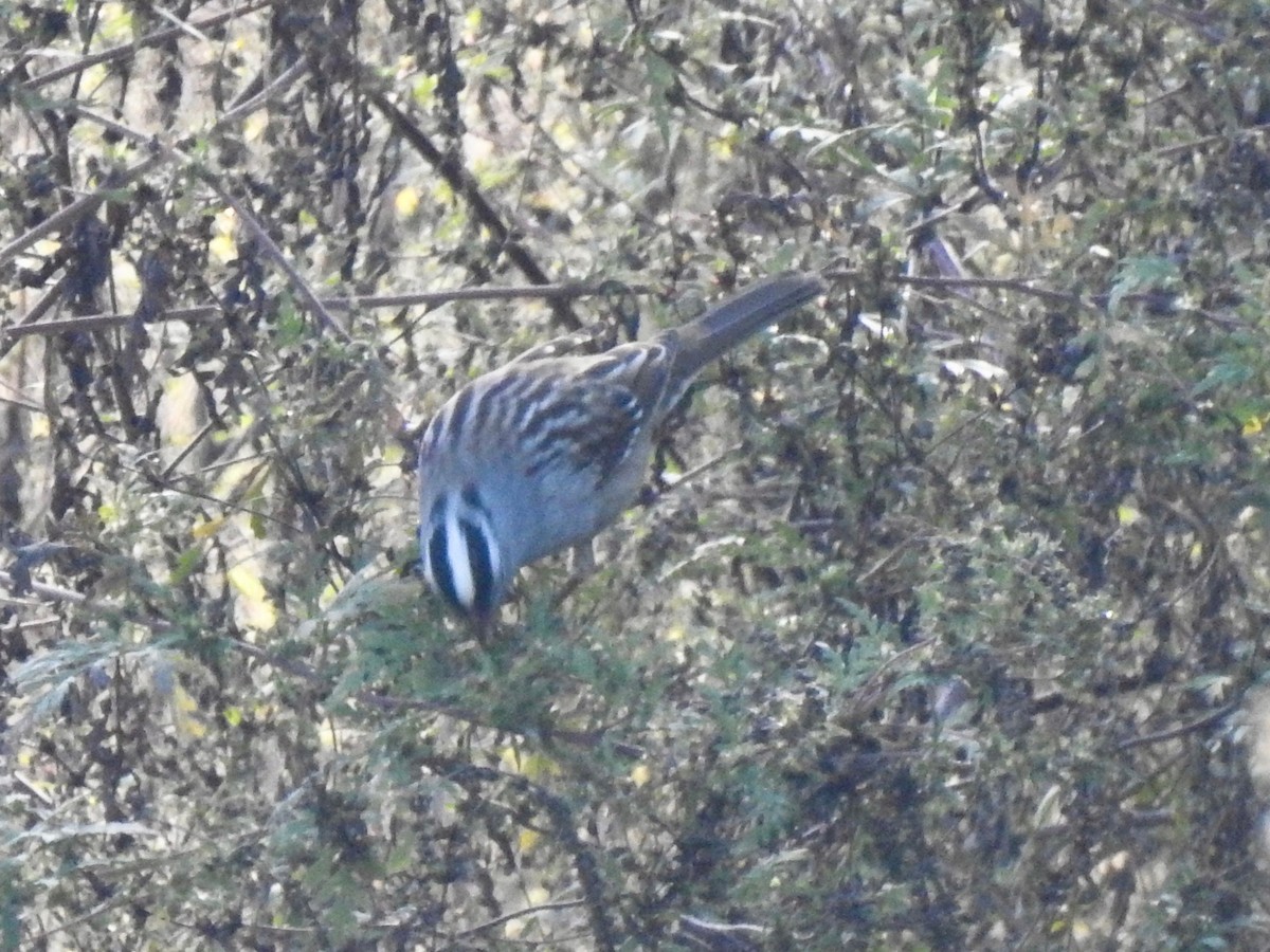 White-crowned Sparrow - ML643397504