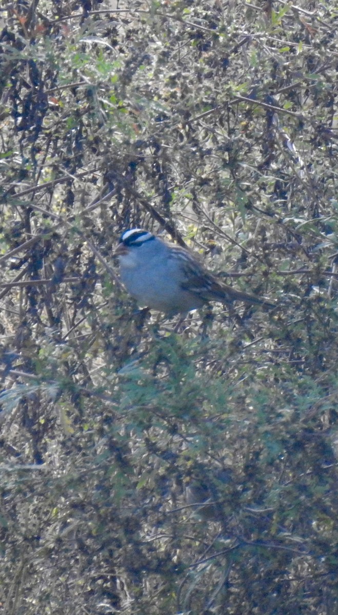 White-crowned Sparrow - ML643397506