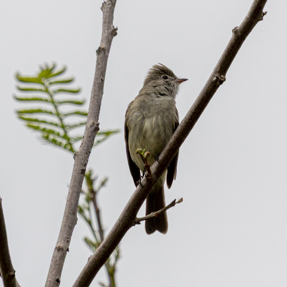 Yellow-bellied Elaenia - ML643397514