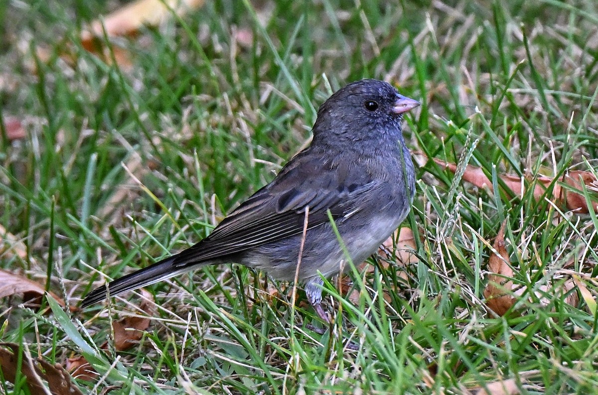 Dark-eyed Junco - ML643397524